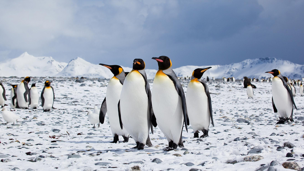 5 Activities to try only in Antarctica