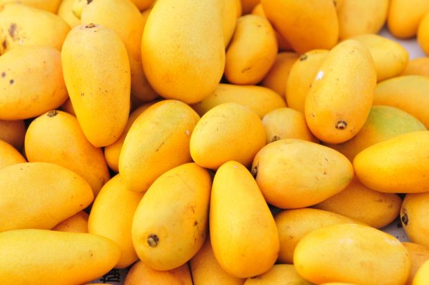 Top 6 Places in India for Best Mangoes