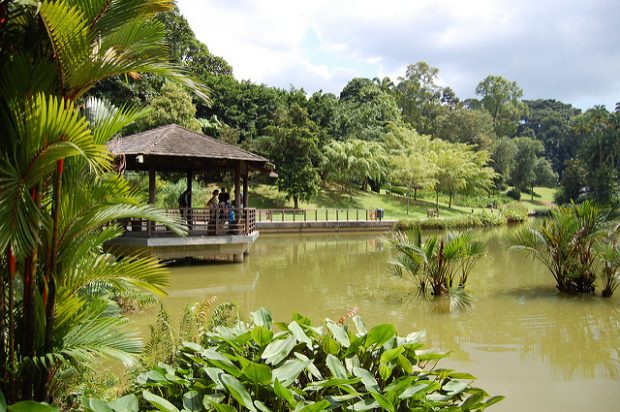 Enjoy In Orchid Park In Singapore Botanical Gardens Enjoy In Orchid Park In Singapore Botanical Gardens