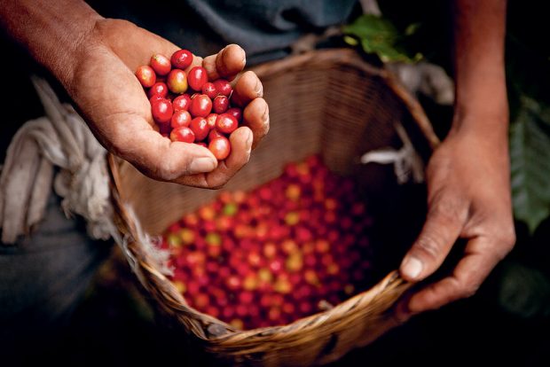 Where Does your Favorite Cup of Coffee Come From? Where Does your Favorite Cup of Coffee Come From?