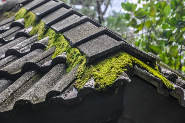moss-1563711_1280-620x412 8 Best Practices to Maintain Your Roof This Summer
