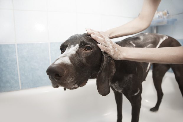 Reasons Why Starting a Dog Grooming Service Is a Good Idea?