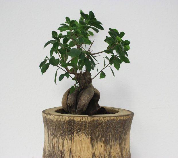 How To Grow Bonsai Tree For Beginners