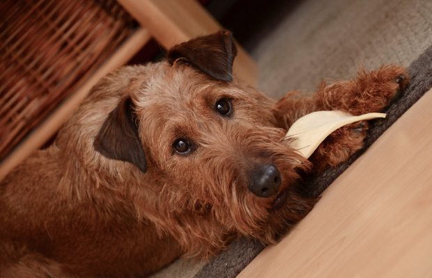 6 Symptoms in Dog not to be Ignored if you are Dog-Lover