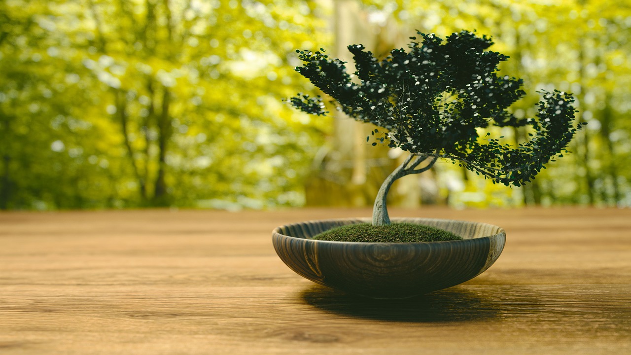 How To Grow Bonsai Tree For Beginners