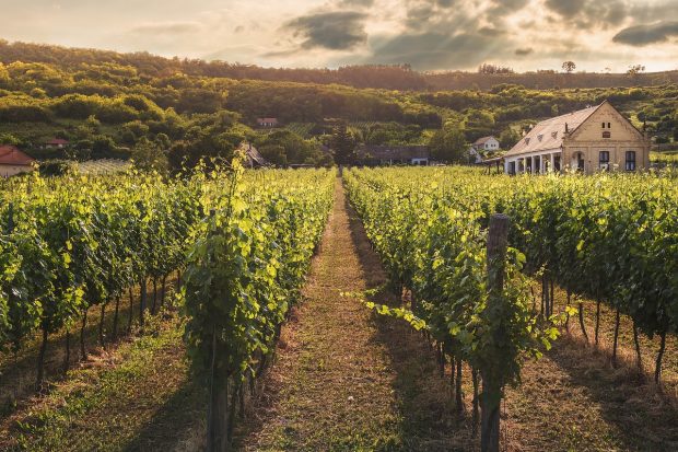 vine-2845089_1280-620x413 An Unforgettable Winery Tour from The Limousine for The Lovers of Wine