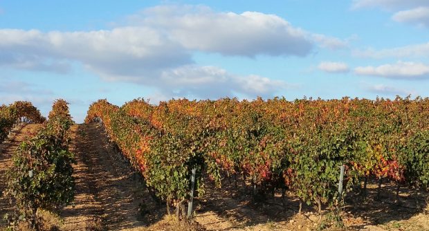 The Hidden Gems of Spain’s Rioja Wine Region