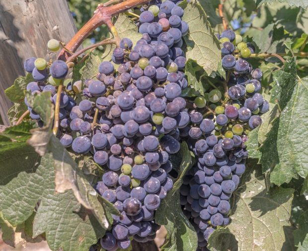 The Hidden Gems of Spain’s Rioja Wine Region