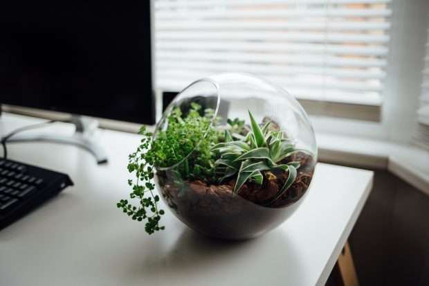 Can Adding Plants to your Office or Study Areas actually Improve Productivity and Worker Health?