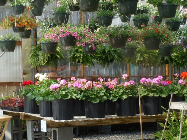 Top Reasons to Buy Your Plants Online