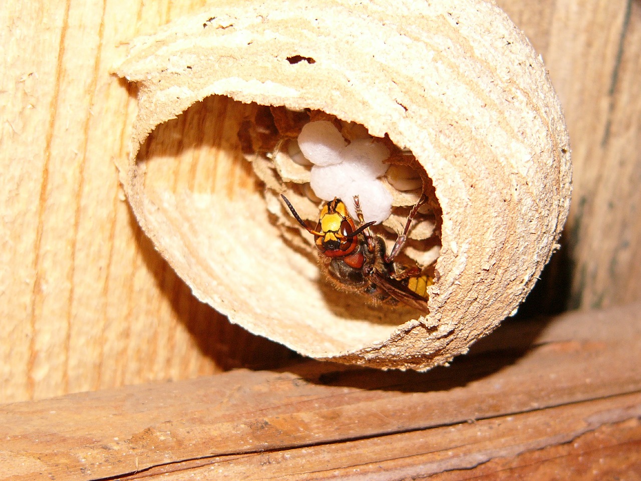 Four Ways to Get Rid of Hornets and Wasps
