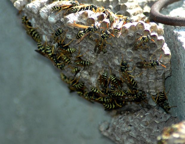 Four Ways to Get Rid of Hornets and Wasps
