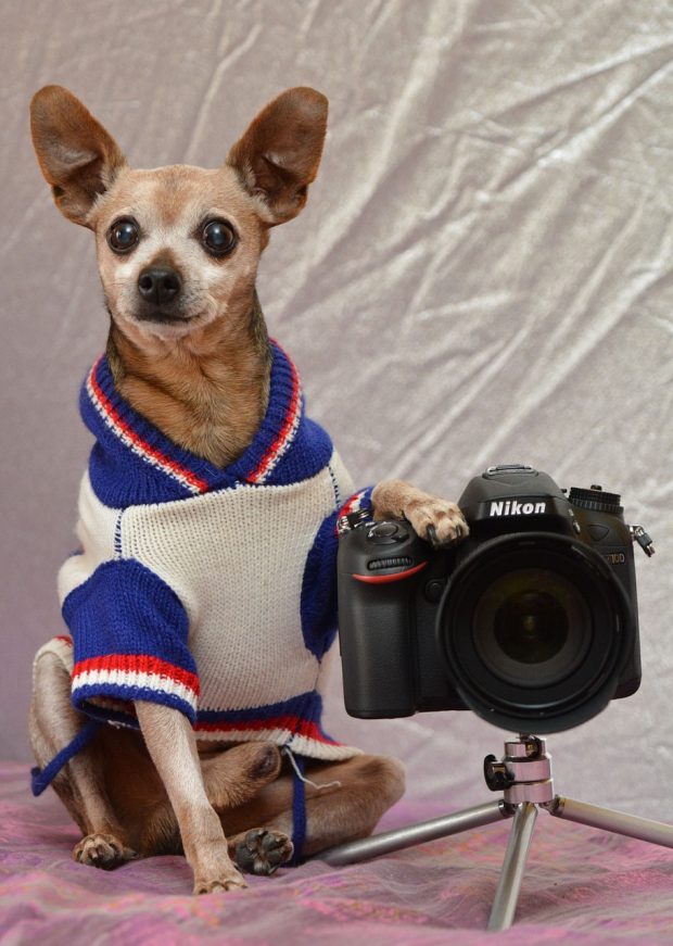 7 Crucial Steps For Taking Great Photos Of Your Dog