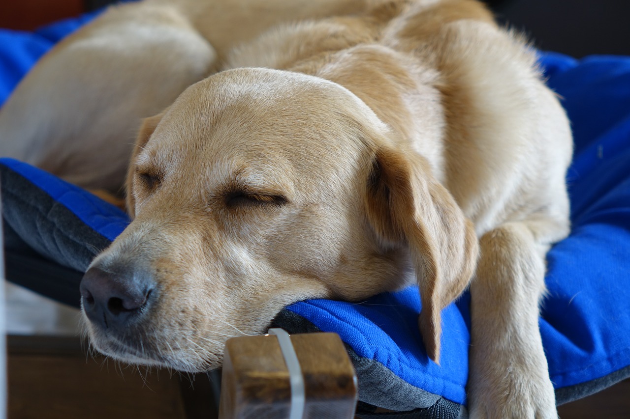 How To Choose The Best Roll-Up Travel Dog Beds?