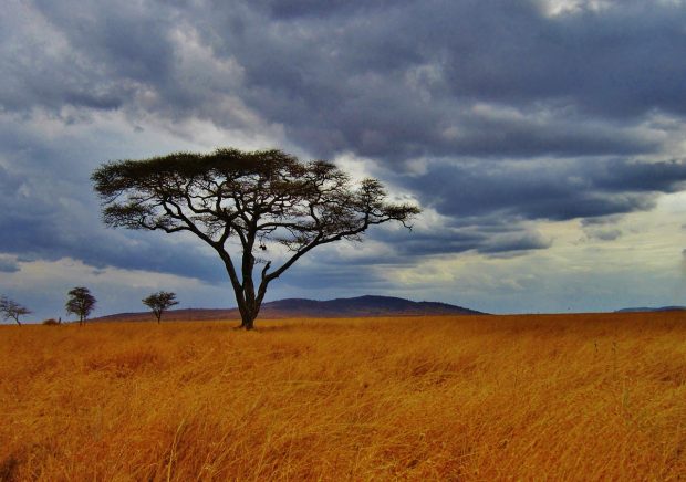 5 Things to know about a Serengeti Safari