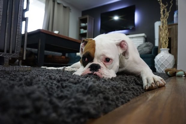 Pet Friendly Living Room The Best Tips, Best Living Room Rugs For Dogs