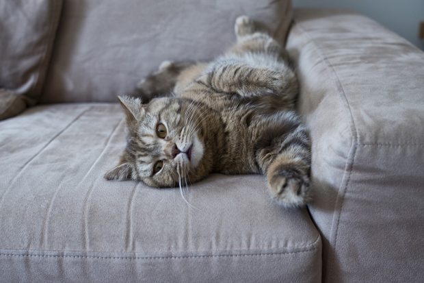 Pet-Friendly Living Room: The Best Tips to Protect Your Furniture