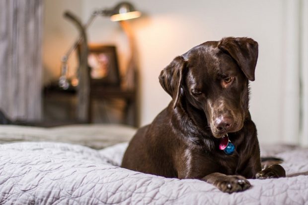 Pet-Friendly Living Room: The Best Tips to Protect Your Furniture