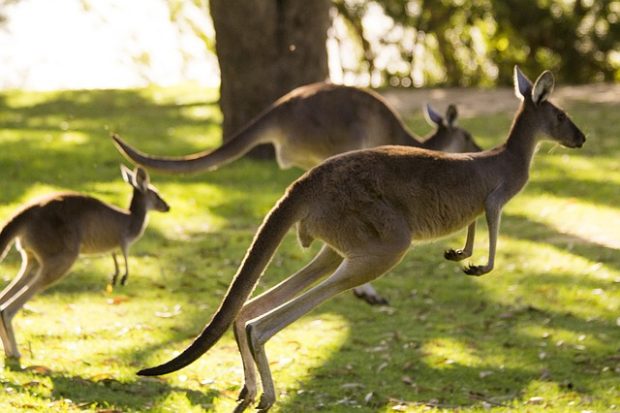 Moving to Australia? Here are A Few Things to Know