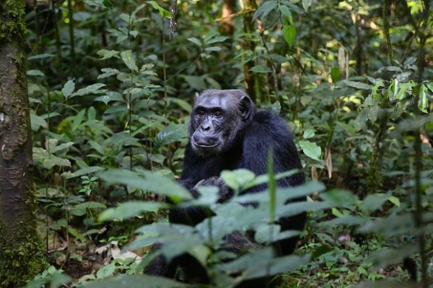 4 Great Reasons for You to go on a Gorilla Trek at least once in Your Lifetime