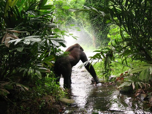 Gorilla Trekking – 5 Tips For The First Timers