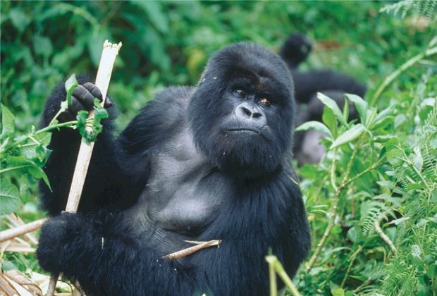 4 Great Reasons for You to go on a Gorilla Trek at least once in Your Lifetime