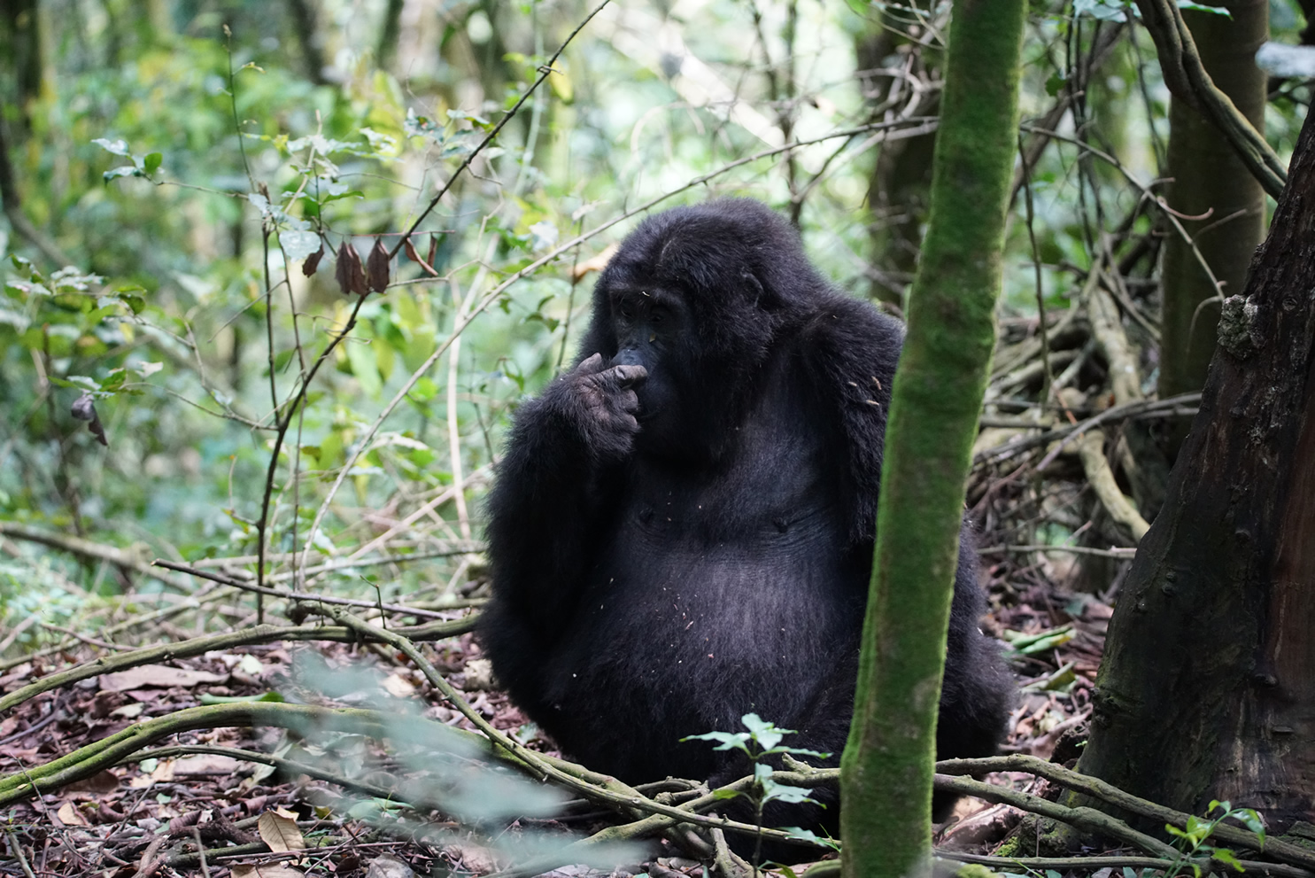 Gorilla Trekking – 5 Tips For The First Timers