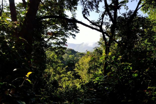 Gorilla Trekking: Trailing the Mountain Gorillas of Bwindi Impenetrable Forest