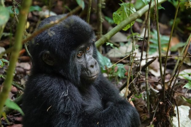 Gorilla Trekking: Trailing the Mountain Gorillas of Bwindi Impenetrable Forest