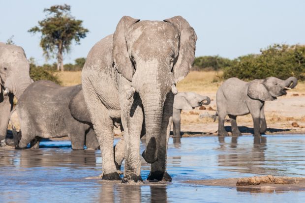 Top Destinations For Safari In Africa
