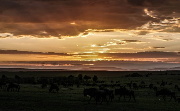 Top Destinations For Safari In Africa