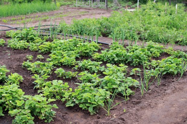 How to Grow Vegetables At Home