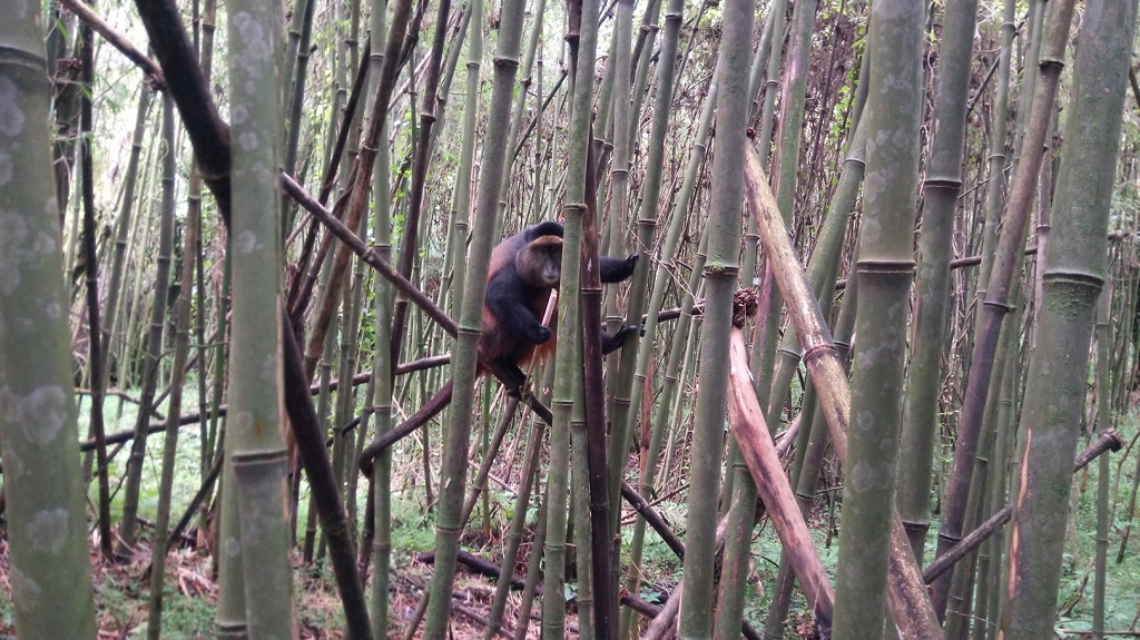 Exploring Mgahinga Gorilla National Park