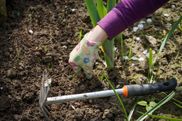 4 Tips To Improving Your Garden on Your Own