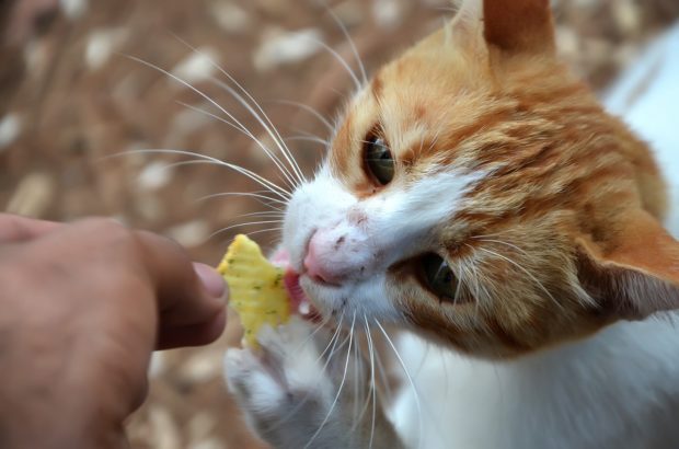 5 Foods to Avoid for Your Cat