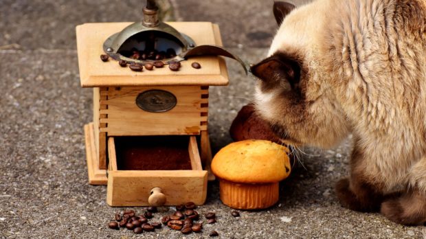 5 Foods to Avoid for Your Cat