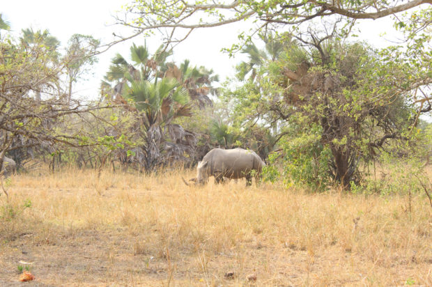 How to Prepare Best Wildlife Safari in Uganda