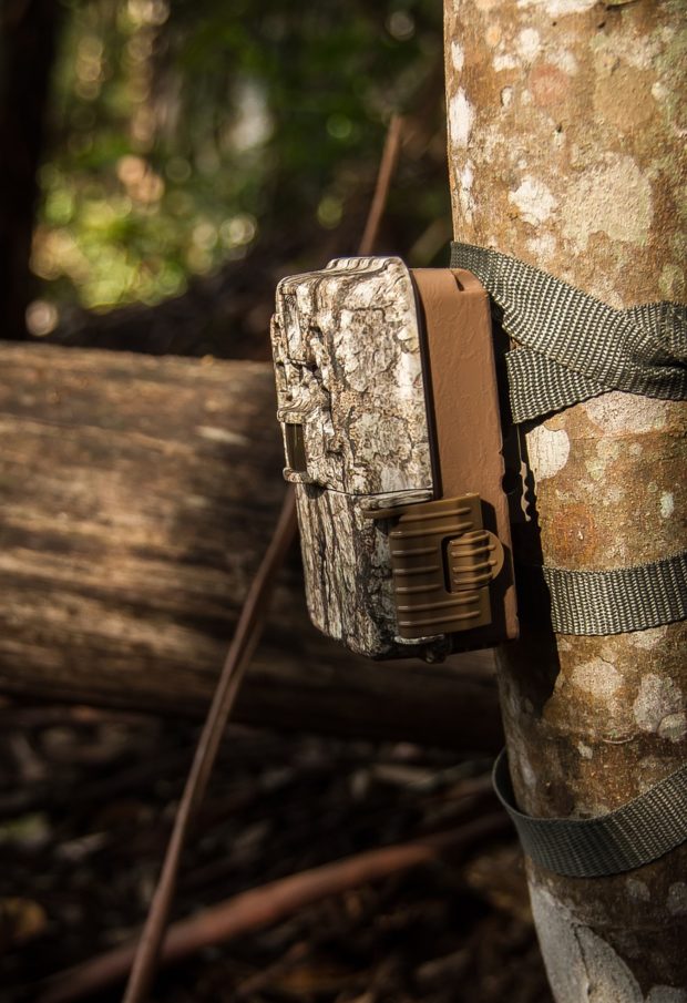 The Importance of Trail Cameras When Hiking or Exploring the Woods