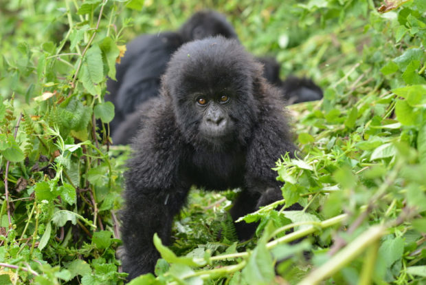 Mountain Gorilla Photo Safaris in Uganda & Rwanda