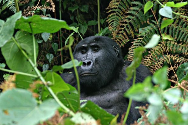 Mountain Gorilla Photo Safaris in Uganda & Rwanda