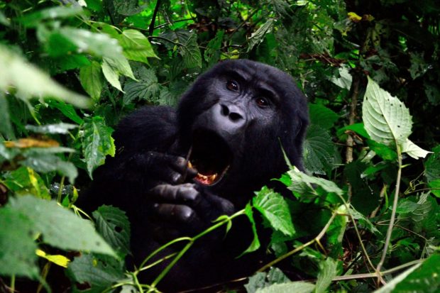 Gorilla Safari – A one of a kind adventure