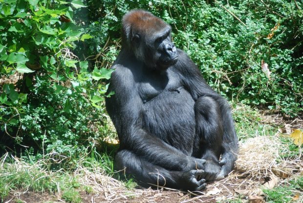 Gorilla Safari – A one of a kind adventure