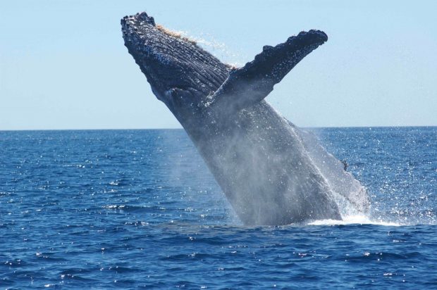 What Are The Best Places For Whale Watching In The Hawaii?