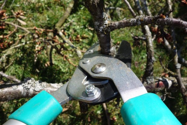 6 Must Have Pruning Tools