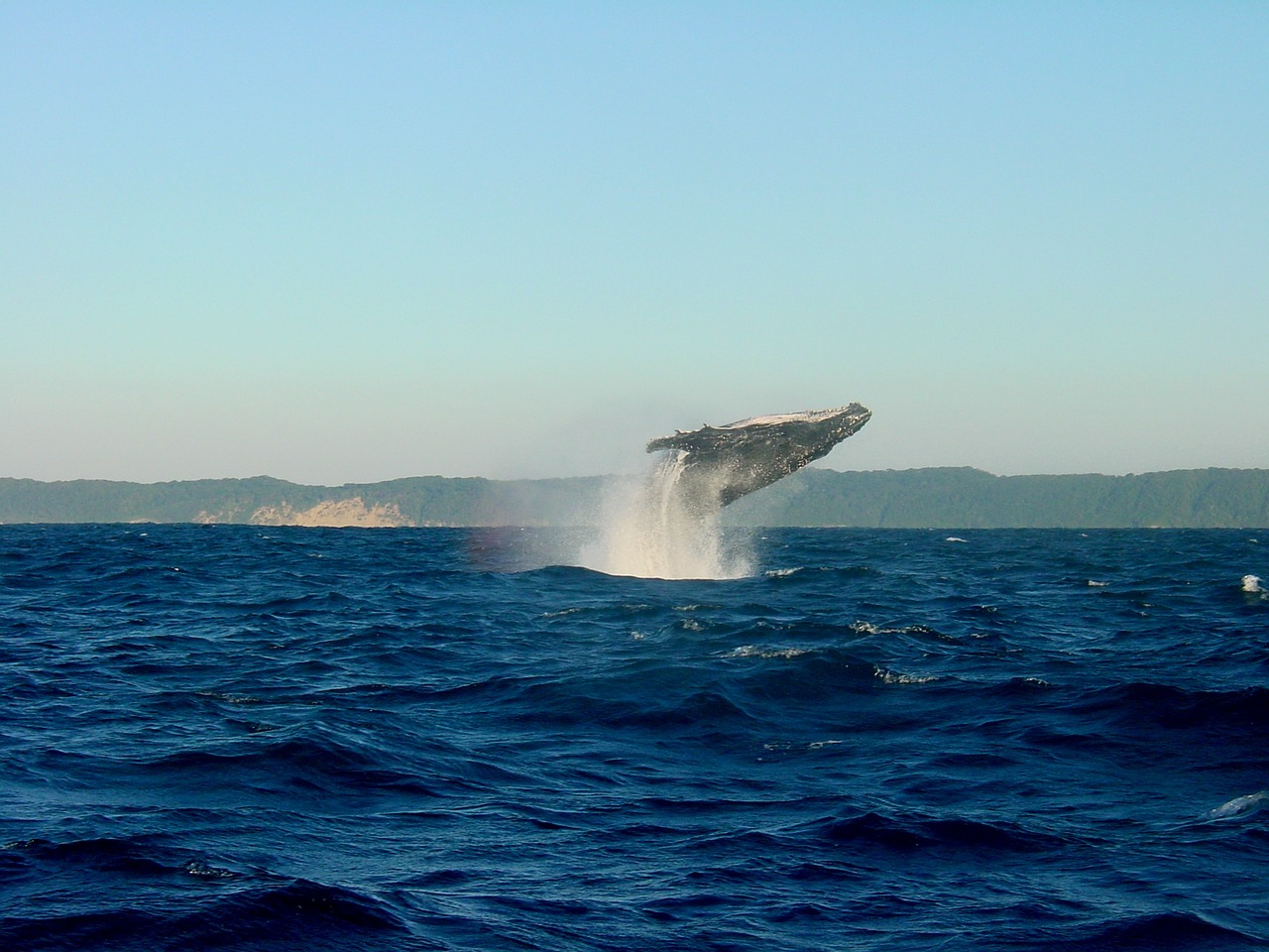 What Are The Best Places For Whale Watching In The Hawaii?