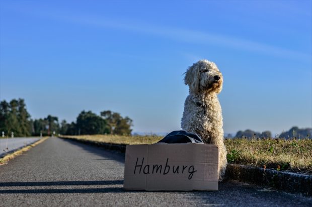 Top 4 Tips For Traveling With Pets