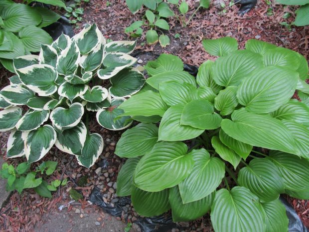 5 Best Foundation Plants For Commercial Landscaping (As Told By Landscaping Experts)
