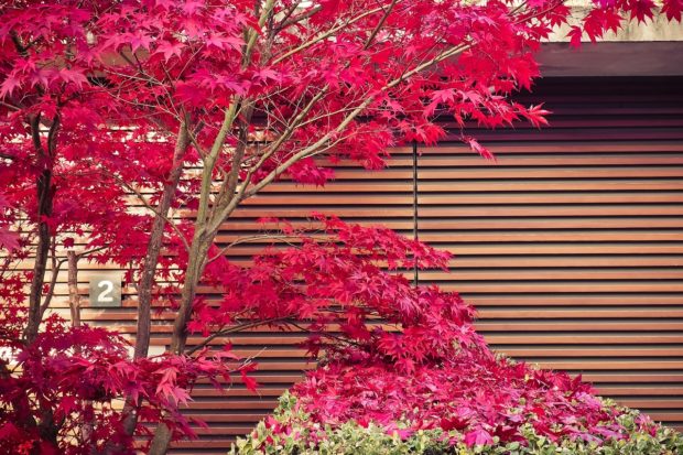 5 Best Foundation Plants For Commercial Landscaping (As Told By Landscaping Experts)