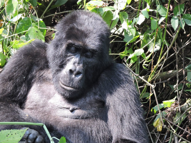 Gorilla Trekking in Uganda: How to Plan an Unforgettable Experience