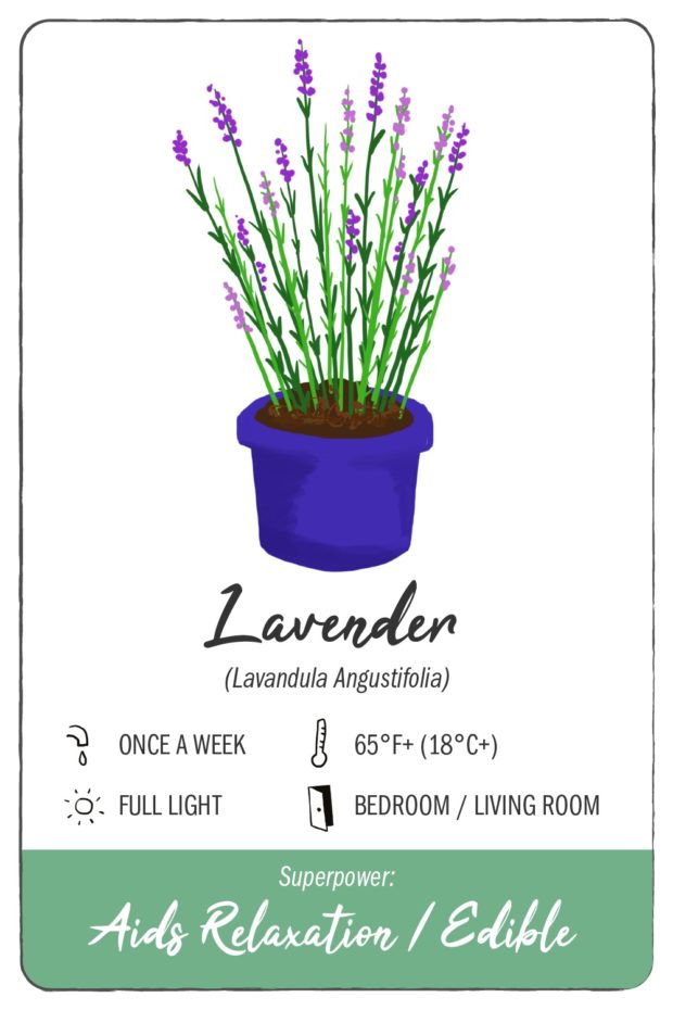 11 Houseplants With Superpowers